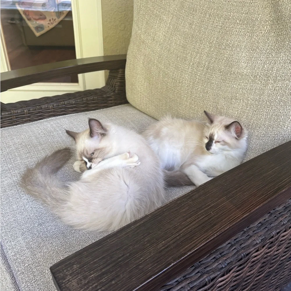 Cozy boys Ty and Oakley our new kitty's